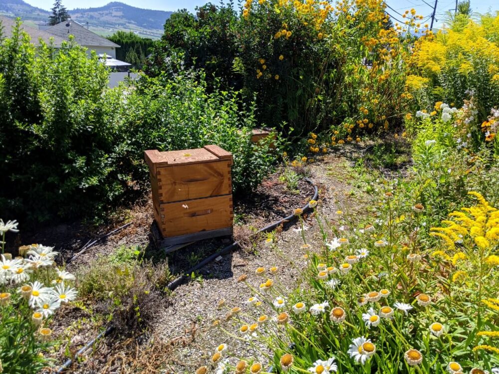 Honey bee hive surrounded by brightly coloured flowers at Planet Bee Honey Farm in Vernon 