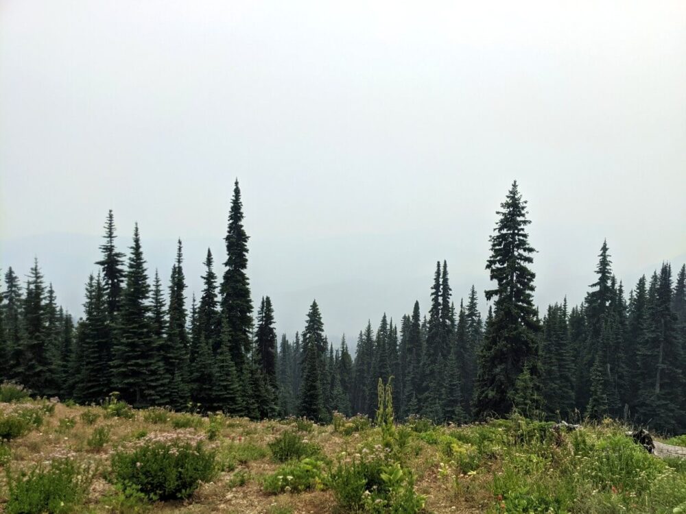 Looking over forest to smoky skies beyond. The hint of the outline of hills and mountains can be seen