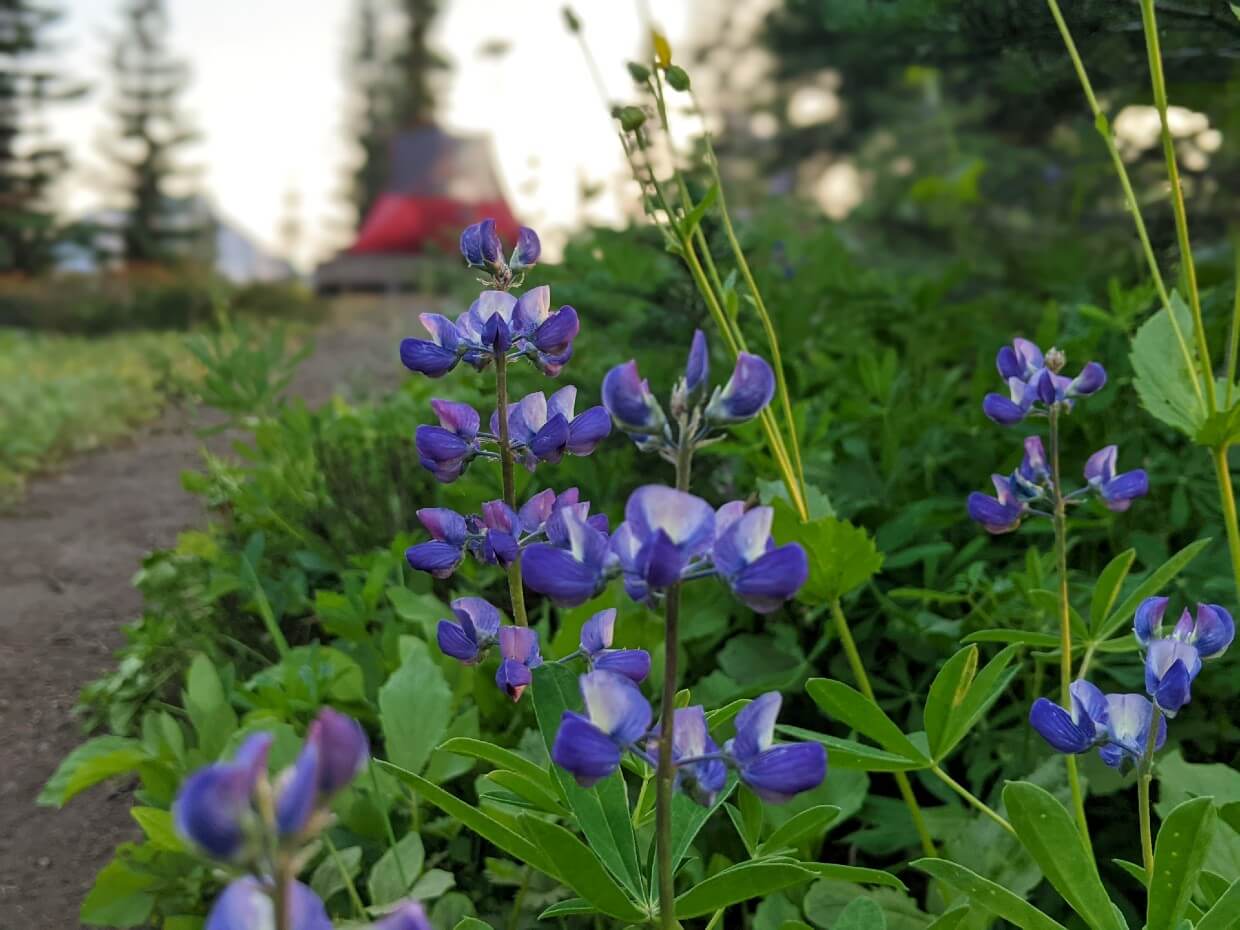 Close up of purple and blue wildflowers in front of blurry background with set up tent