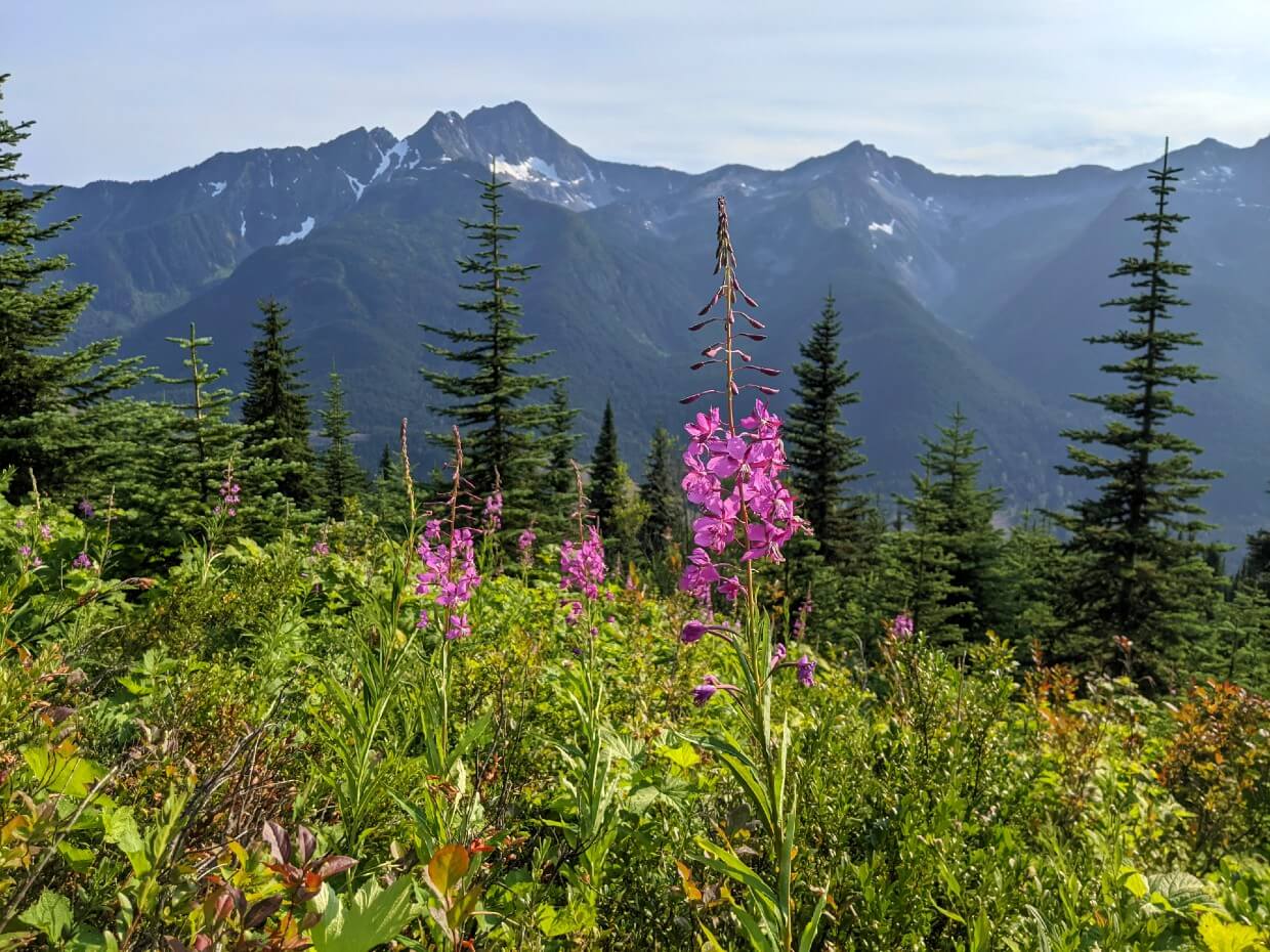 Pink wildflower in foreground of mountain views on the HBC Trail