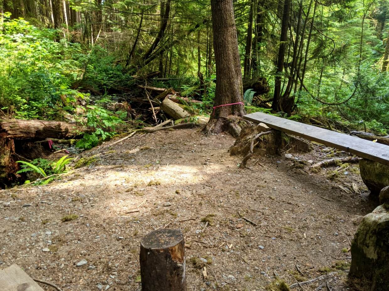 Flat dirt area in forest, with plank of wood set up as bench