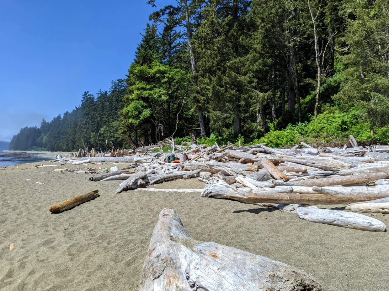 Looking up the sandy beach at Tsocowis Creek, where driftwood meets the forest line