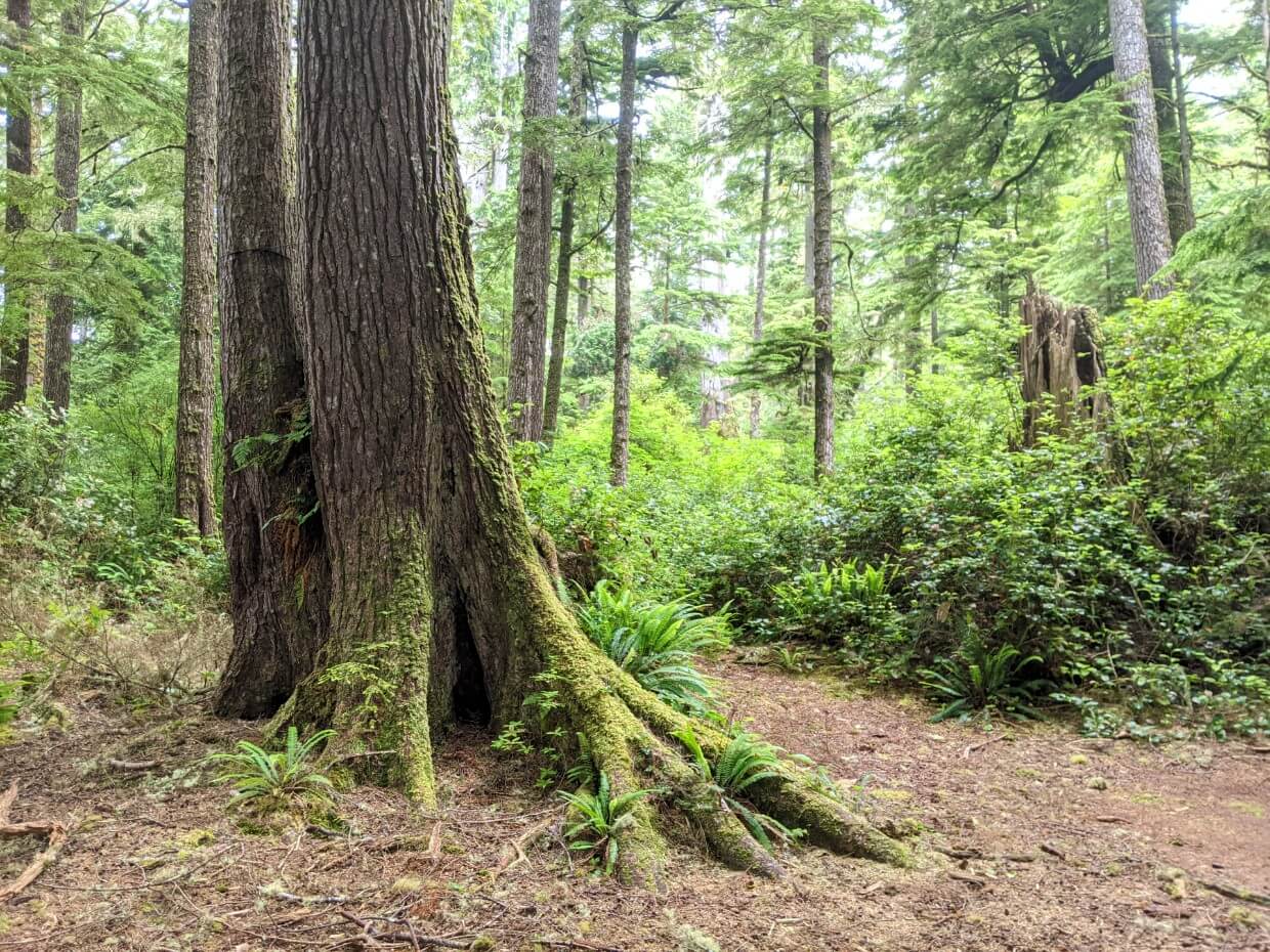 Side of flat dirt area in forest with large mossy tree on left, an unofficial camping area on the West Coast Trail