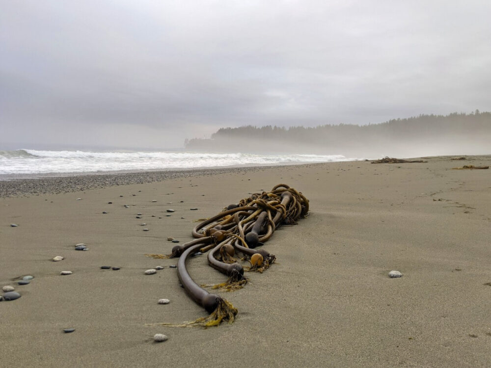 Seaweed on deserted sandy Carmanah Beach on the West Coast Trail. The sky is cloudy and misty, with the land in the background slightly obscured