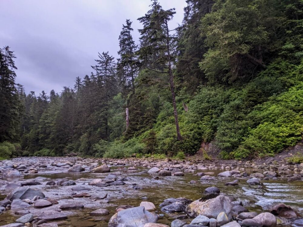 Looking up rocky Carmanah Creek, which is lined by tall trees