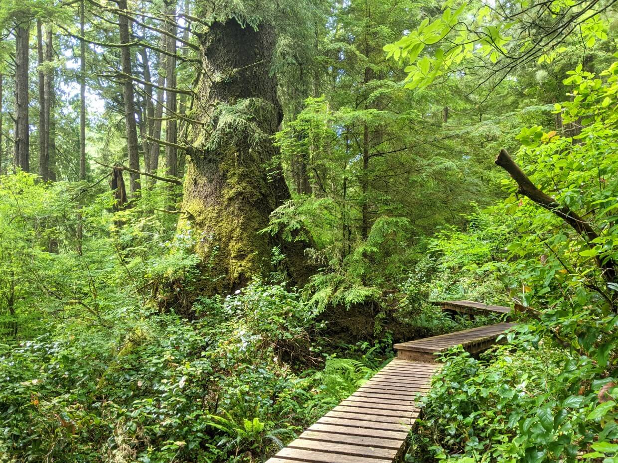 Boardwalk passing next to huge old growth spruce tree on West Coast Trail