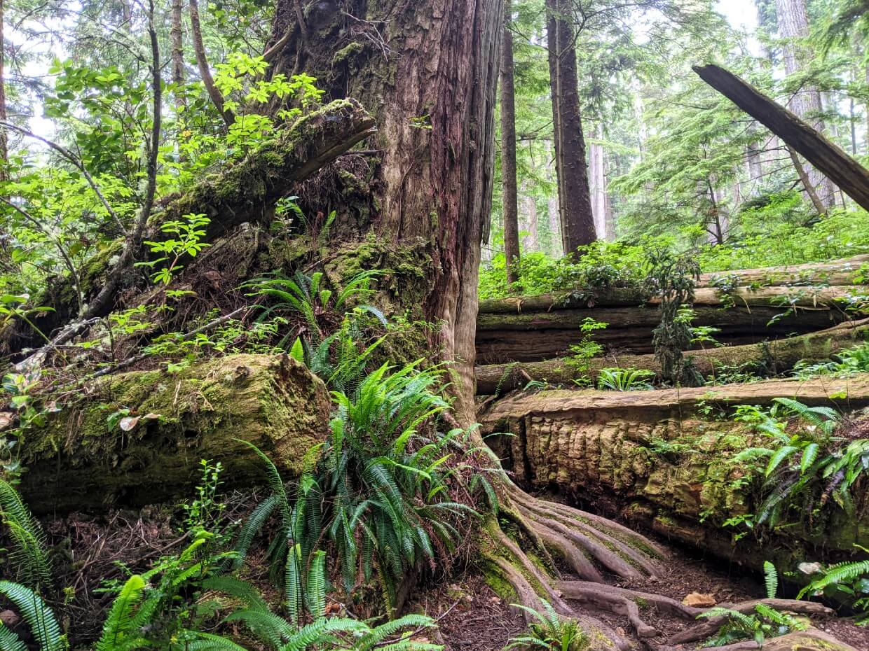 Close up of natural obstacle on the West Coast Trail with large old growth tree next to huge fallen tree