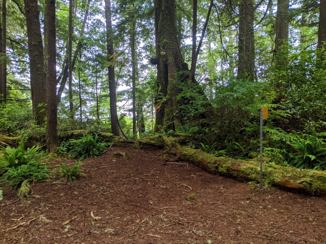 Large flat dirt area in forest at Beach Access A on the West Coast Trail