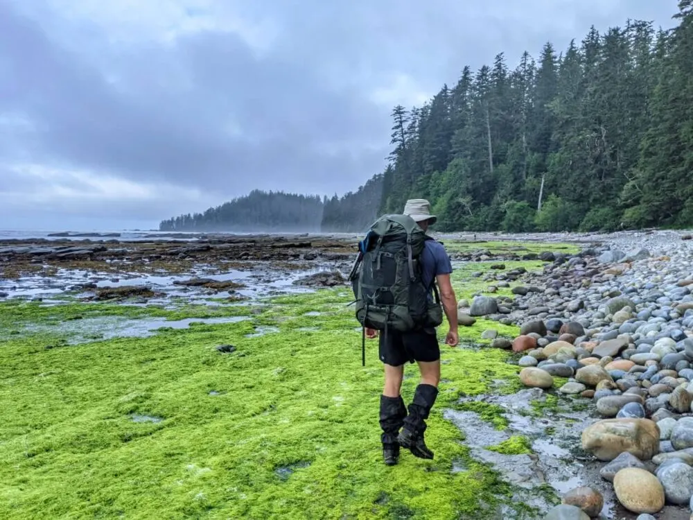 Back view of JR hiking away from camera on beach; there is bright green seaweed on left and rocky pebbles on right