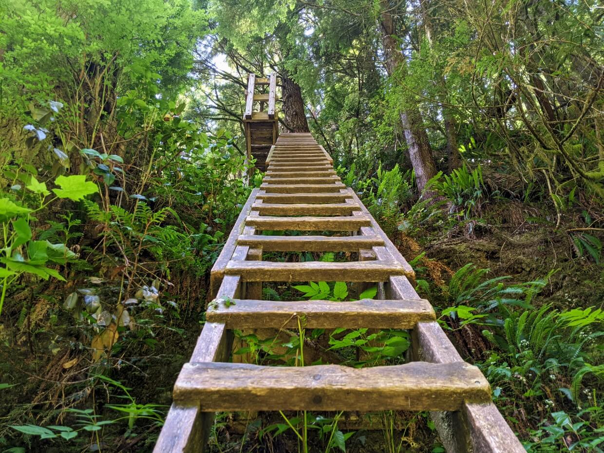 Looking up one of the many wooden ladders on the WCT