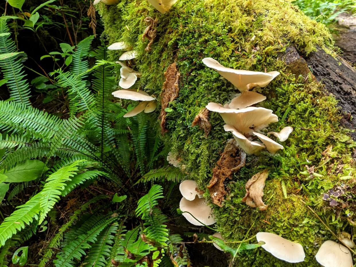 Close up of white/cream coloured mushrooms on mossy log