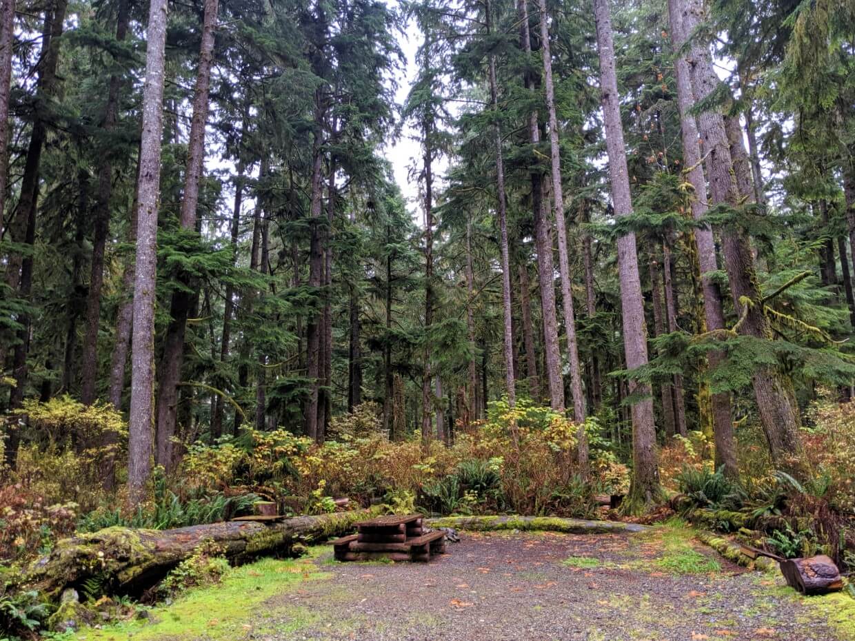 Forested campground at Nitinaht Lake with picnic table and fire pit on flat dirt area