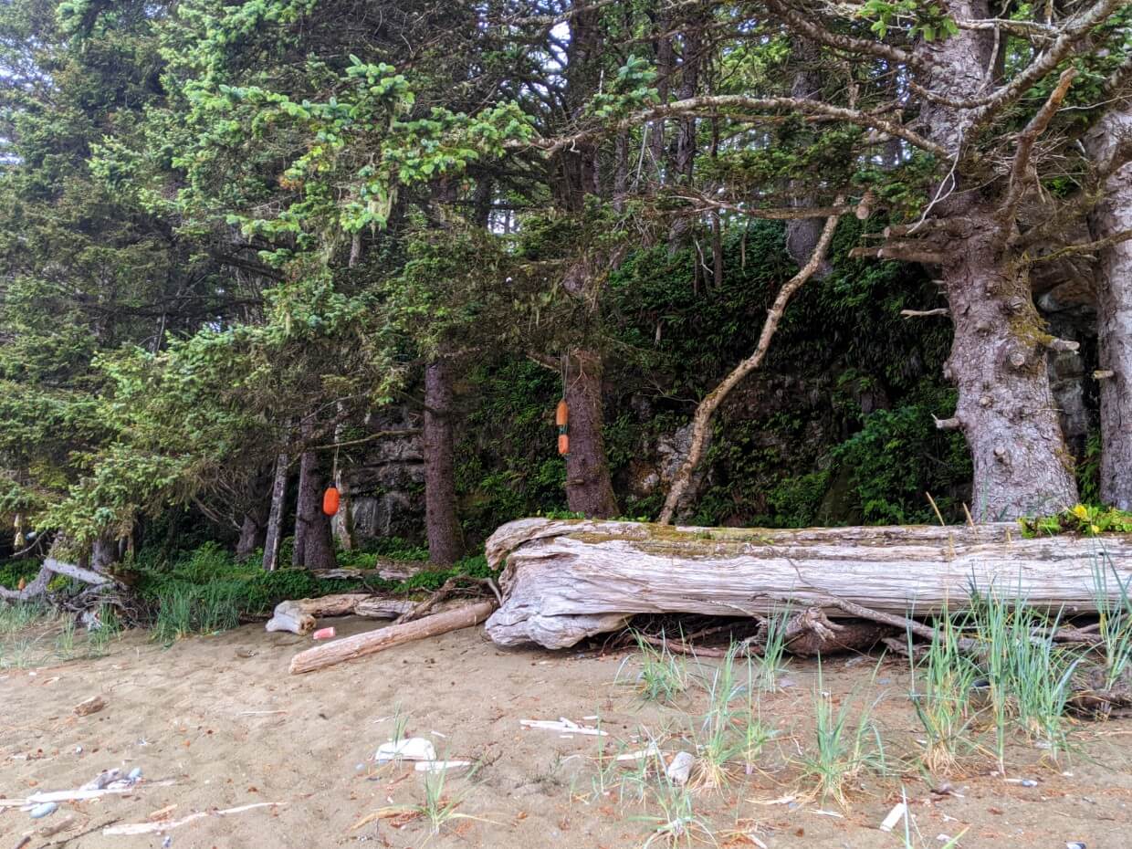 Close up of orange buoys in tree at Orange Juice Camp