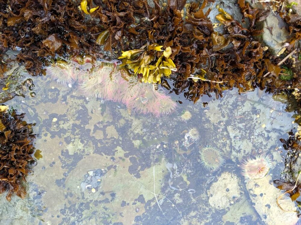 Close up of sea anemones in rockpool, surrounded by seaweed