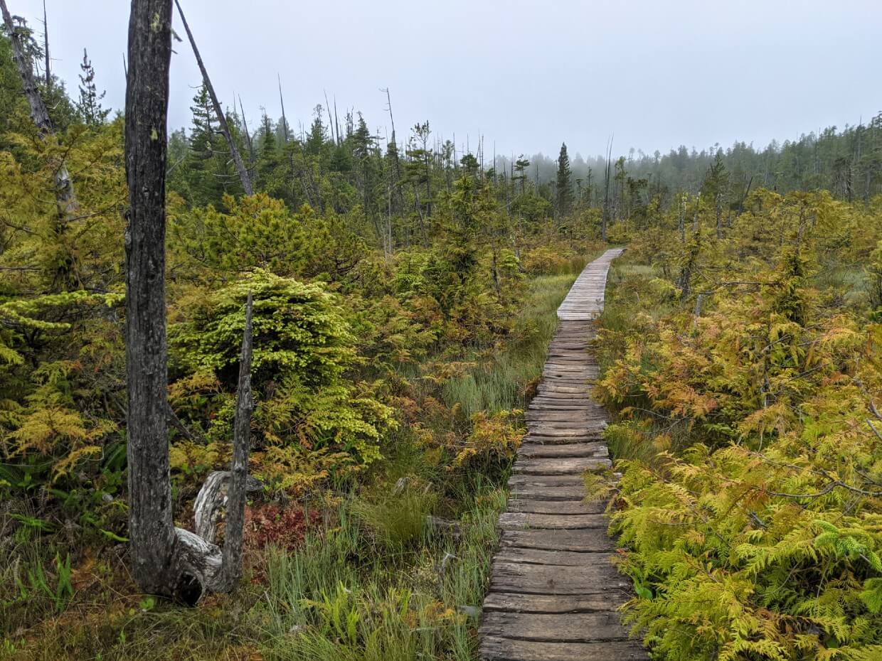 Boardwalk path leading through shoreline bog section, featuring very small trees and moss