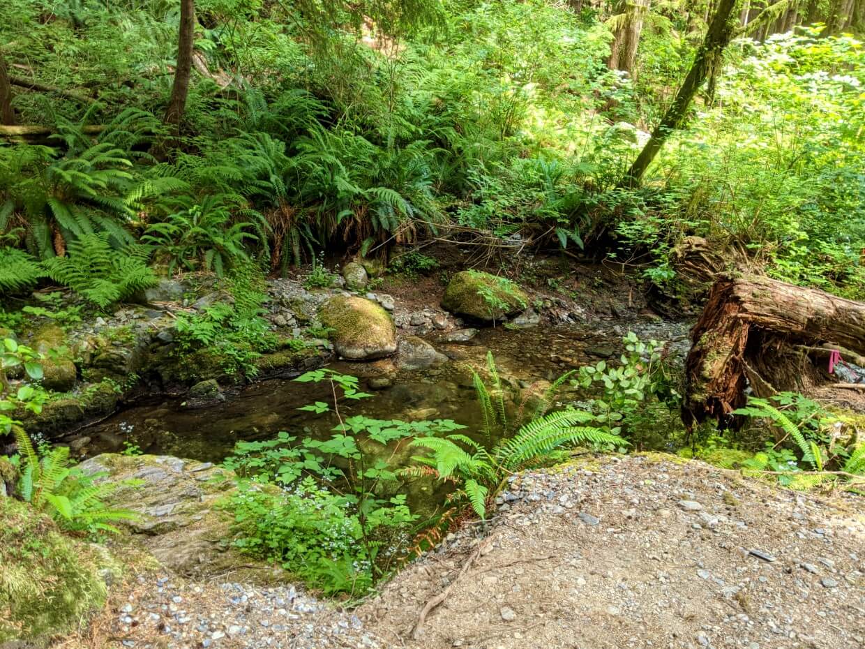 Looking past small flat camping area at Thrasher Cove junction to small stream in forest