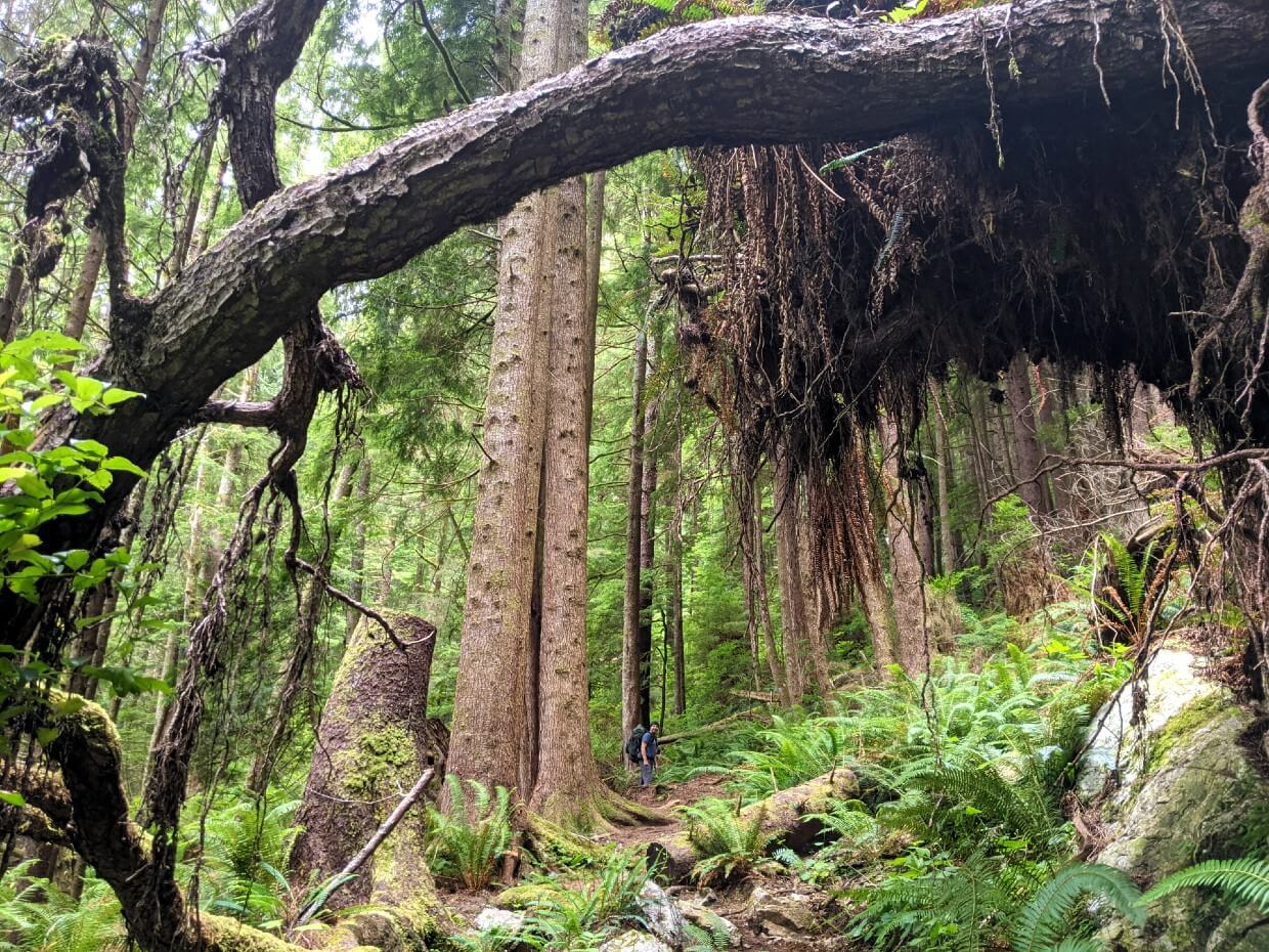 Looking through a tree branch and root system to JR standing on forested trail