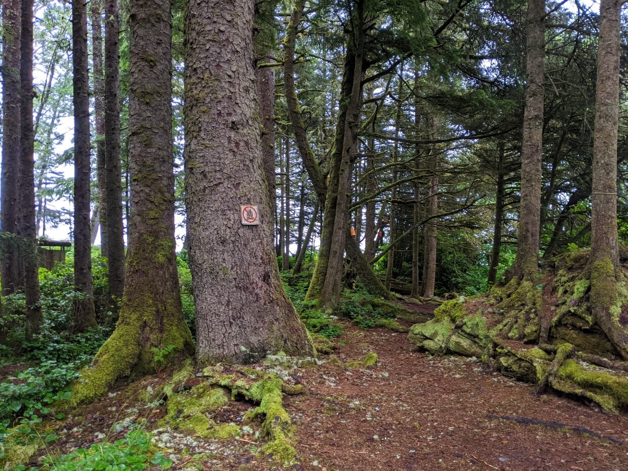 Looking through forest at Walbran Creek, there are flat areas suitable for tents