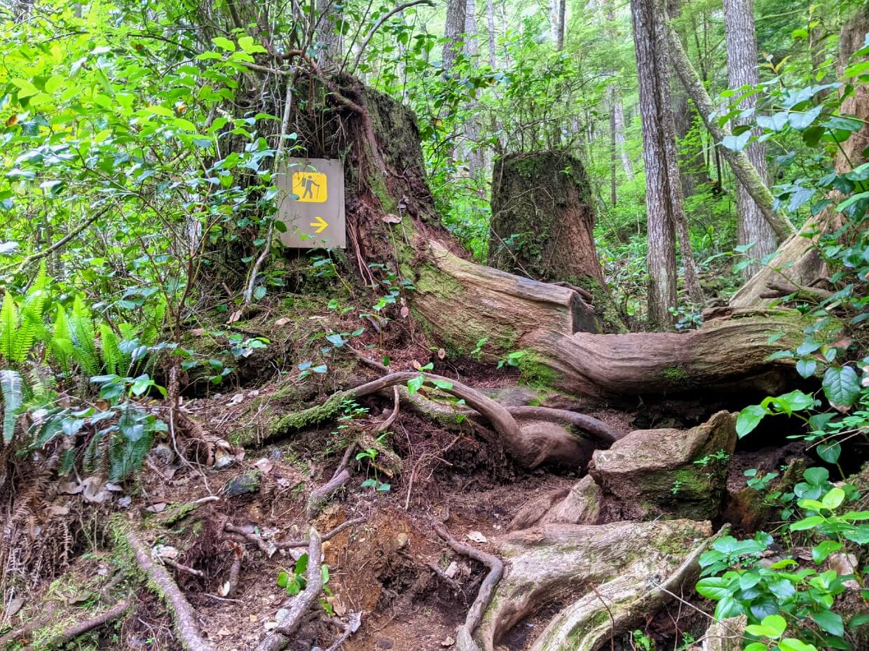 Hiker sign on tree trunk next to root system obstacle on the West Coast Trail
