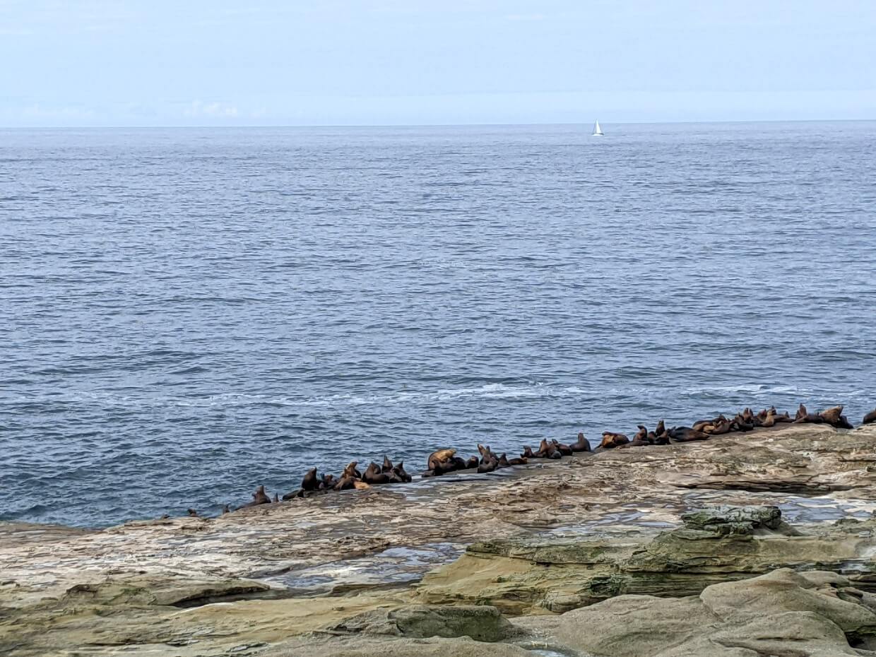 Crowd of sea lions on distant rock in front of ocean