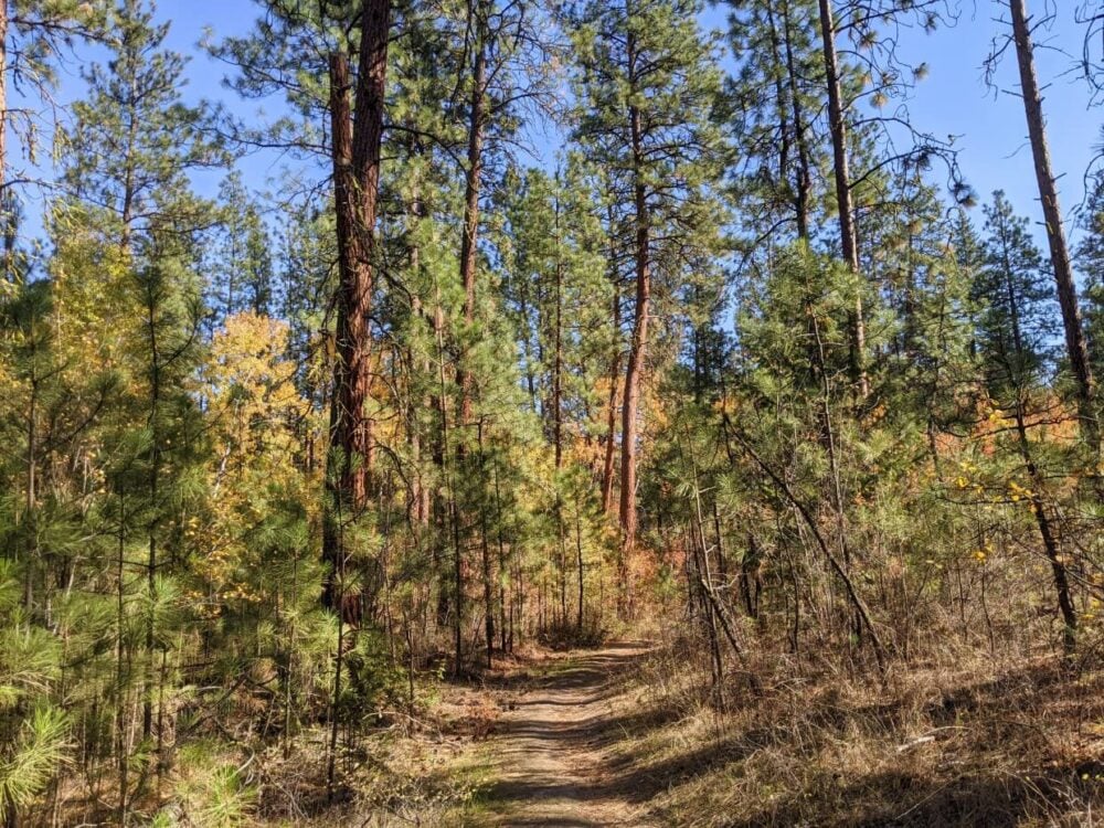 Looking ahead to forest path on Willowbrook route to McIntyre Bluff