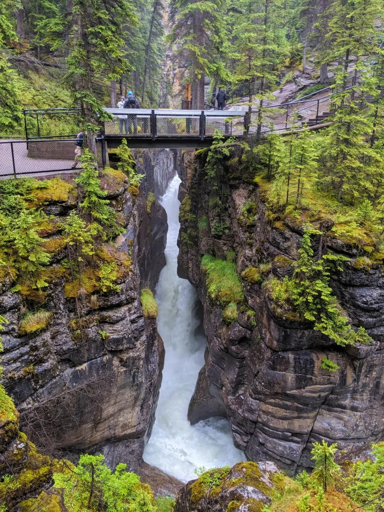 Narrow moss covered canyon with river rushing through below. There is a fenced bridge crossing the canyon