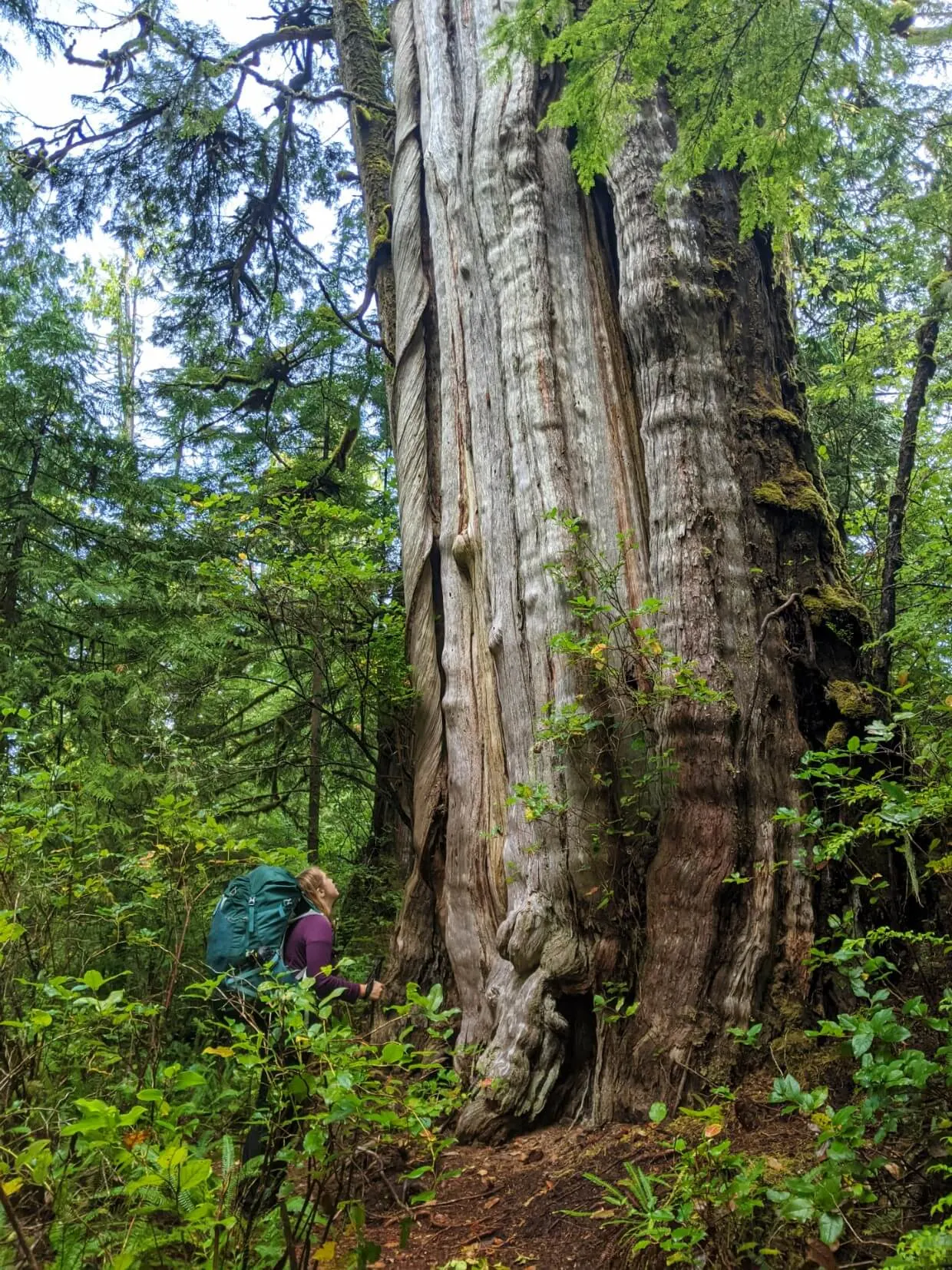 Gemma standing next to huge old growth tree in forest, looking up