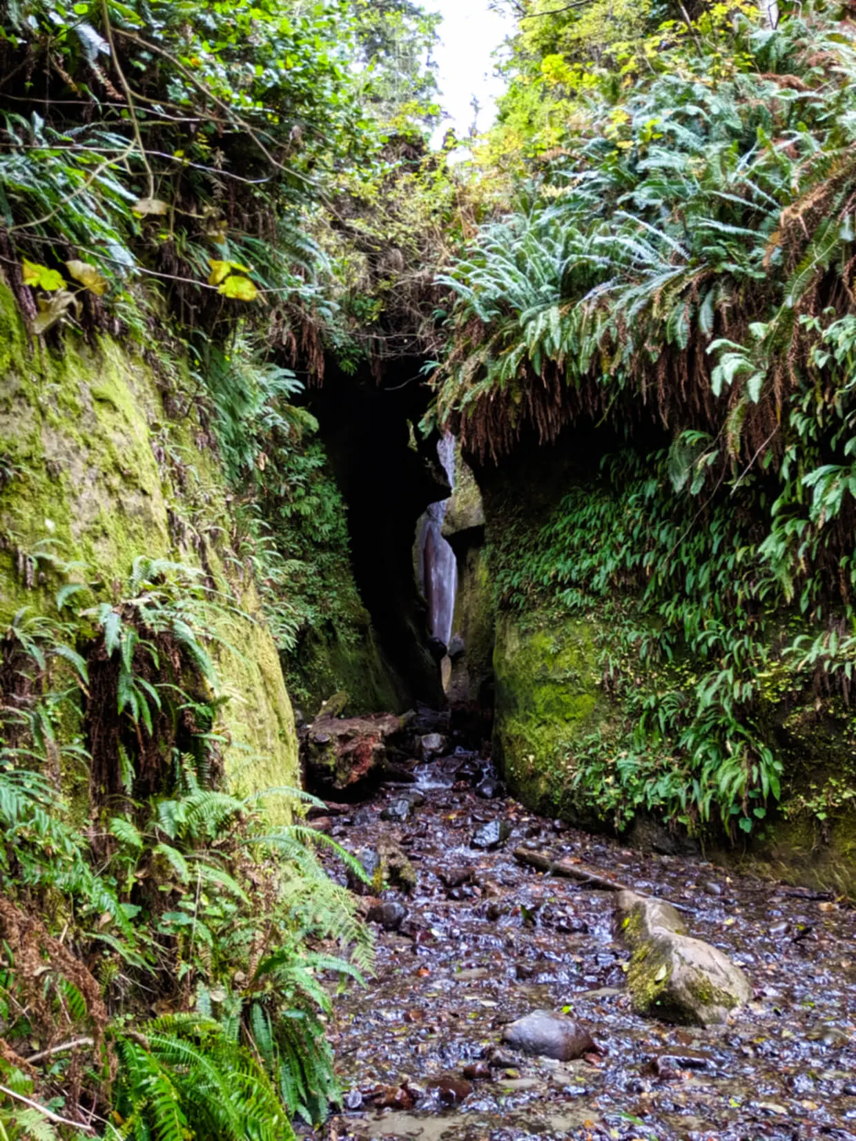 A mossy, narrow canyon leads to a thin waterfall at the end