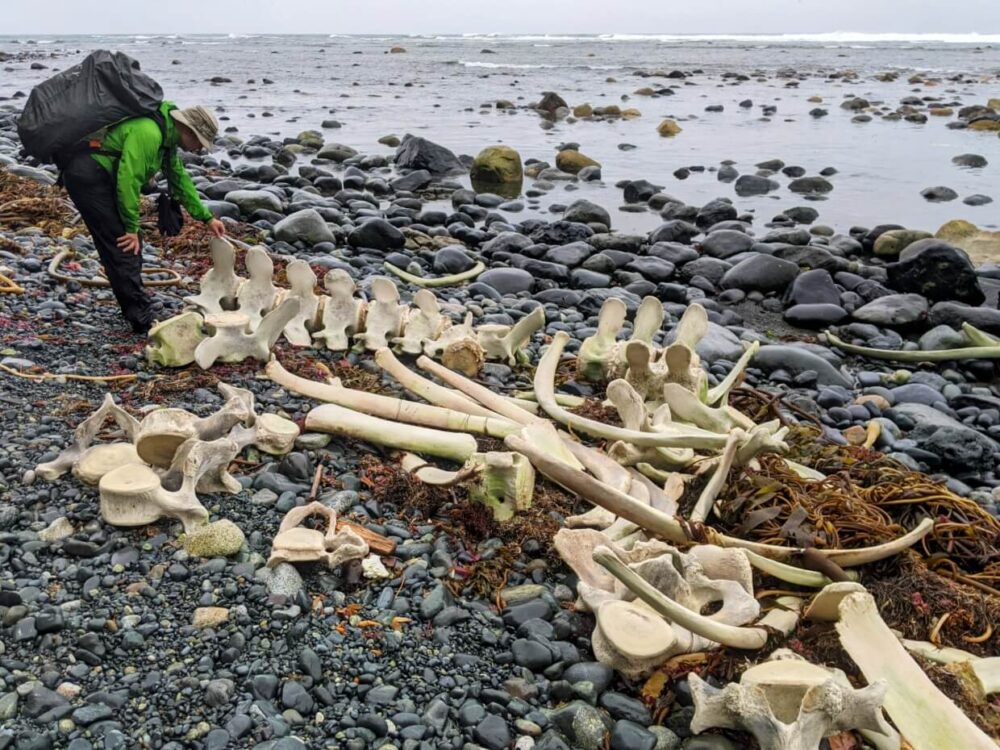 JR is leaning down and examining a whale skeleton on the beach on the Nootka Trail