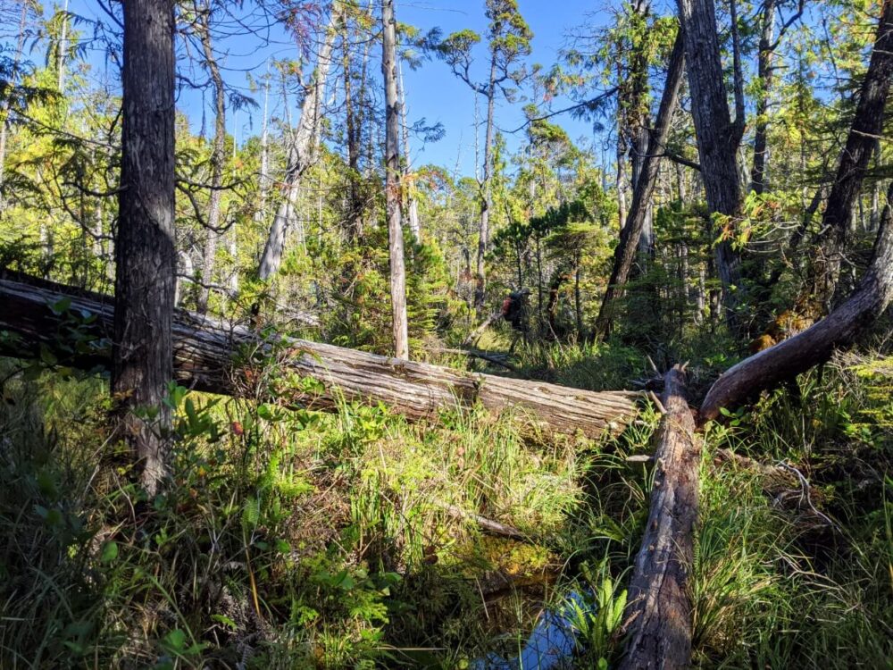 Boggy section of Nootka Trail between Maquinna Point and Sunrise Beach, with standing water and fallen trees