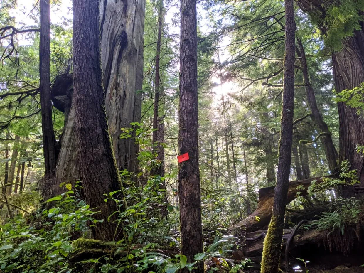 Tree with metal orange blaze nailed into trunk set into old growth forest