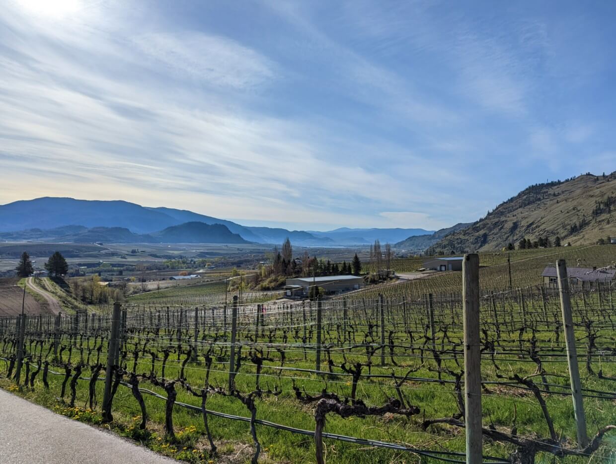 Vineyards sloping down towards valley bottom in Oliver