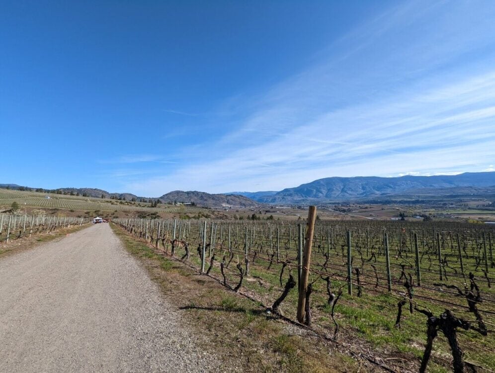 Looking ahead to road lined by vineyard on Half Corked Marathon