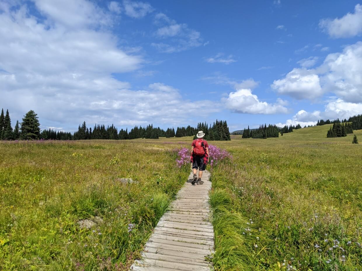 Back view of JR walking along boardwalk, approaching purple wildflowers with vast wildflower meadows on each side