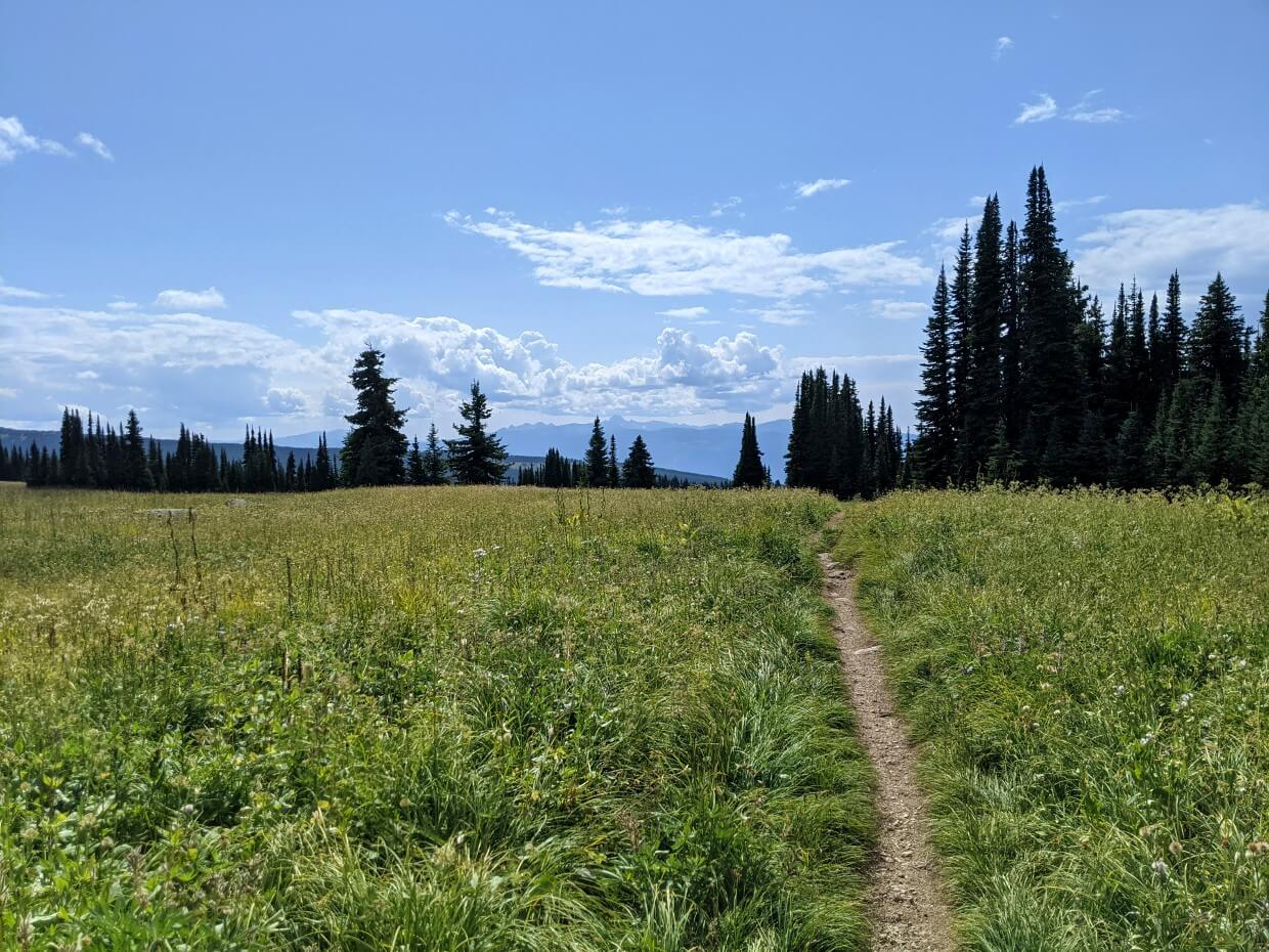 Narrow dirt hiking trail leads through tall wildflower meadows with trees ahead and rounded mountain views