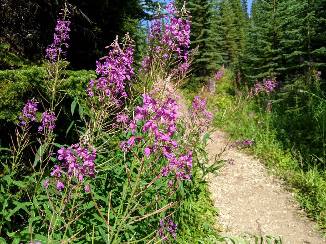 Close up of purple fireweed wildflowers next to dirt trail at start of Trophy Meadows Trail