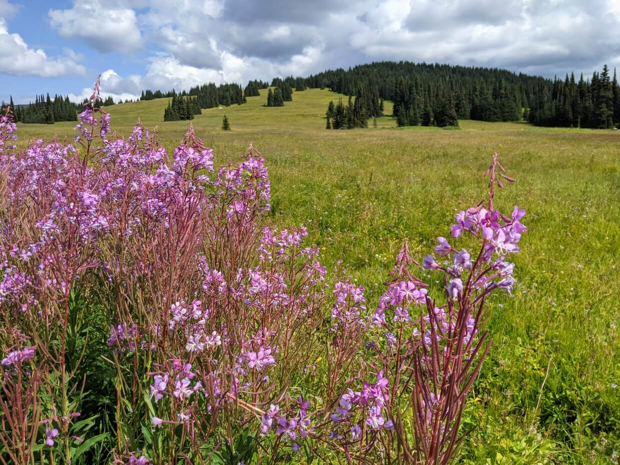 Purple fireweed wildflowers close to cameras with view of lush, rolling meadow area behind on the Trophy Meadows Trail