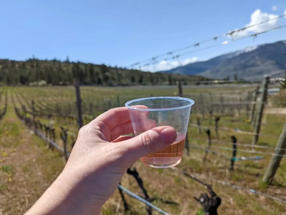 Hand holding up glass of rose in front of vineyard on Half Corked Marathon