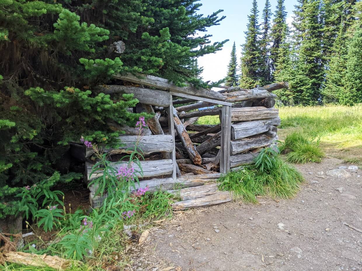 Partial ruin of old wooden hut on the Trophy Meadows Trail in Wells Gray Provincial Park, with a tree and wildflowers growing on the side of the building
