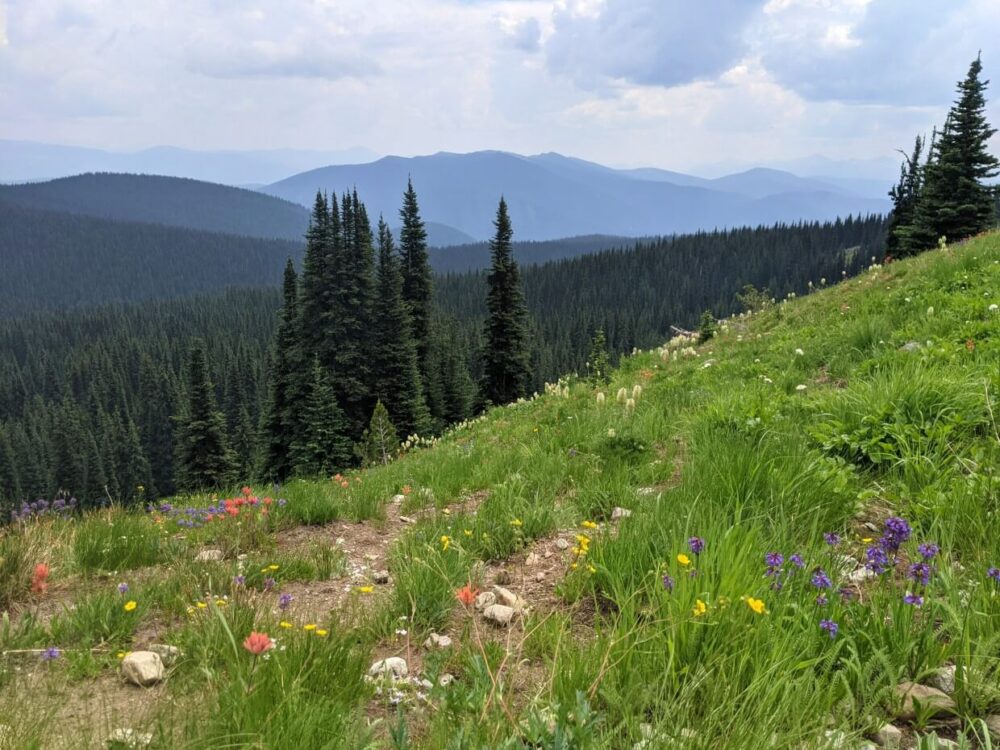 Looking across sloped landscape backdropped by mountains, with colourful wildflowers in foreground
