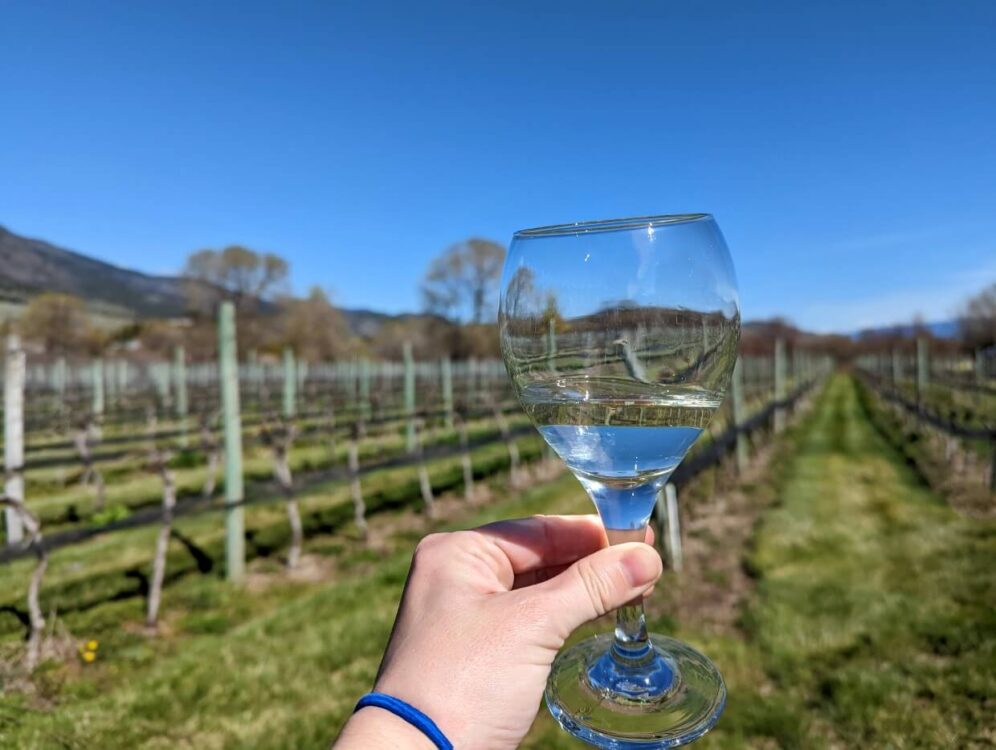 Hand holding up glass wine glass in front of vineyard on Half Corked Marathon