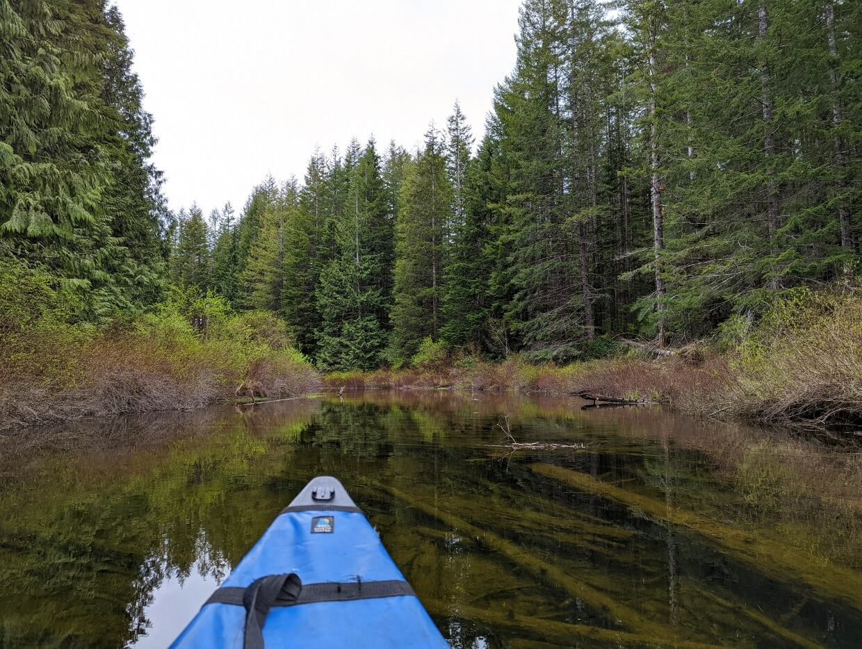 Tip of a canoe on a shallow river that's surrounded by dense forest. In the shallow water fallen trees can be seen.
