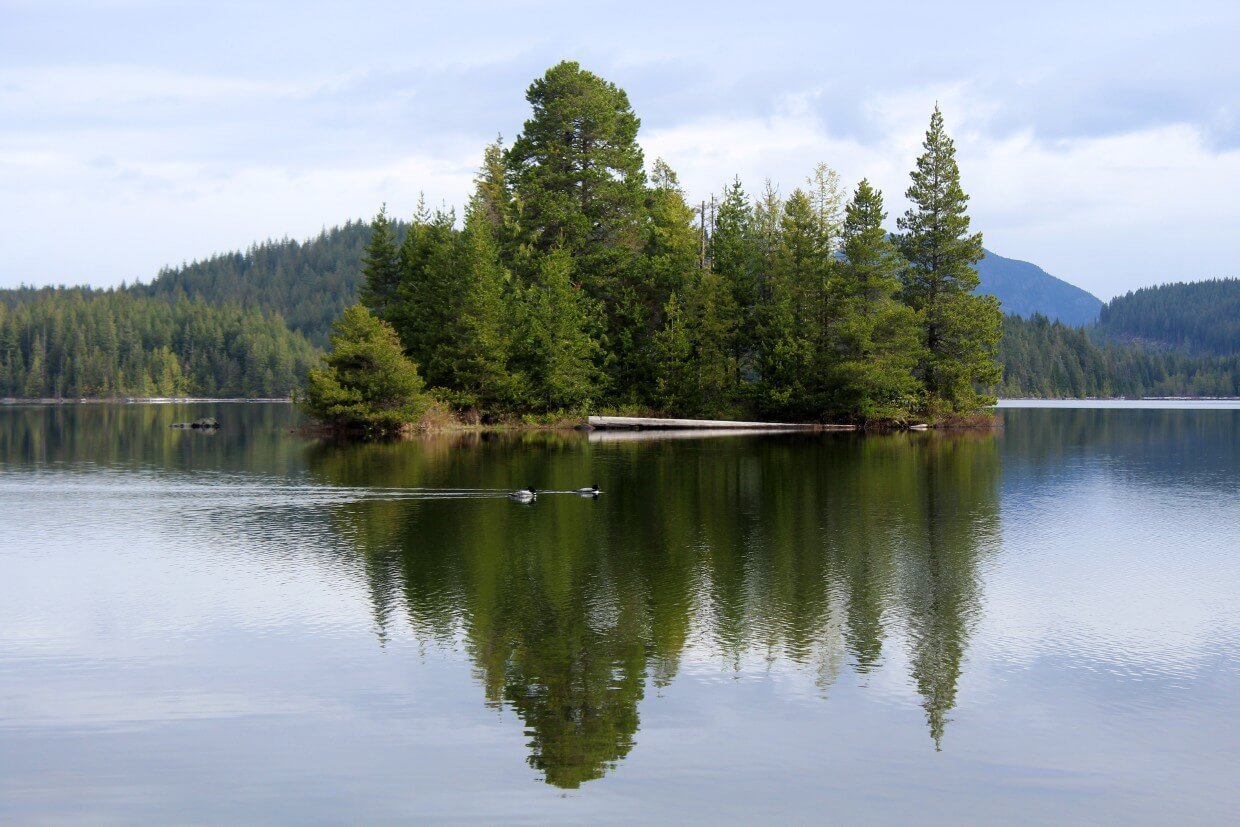 A pair of loons in the distance on Amor Lake. The lake is calm and surrounded by dense forest that are reflected in the water.