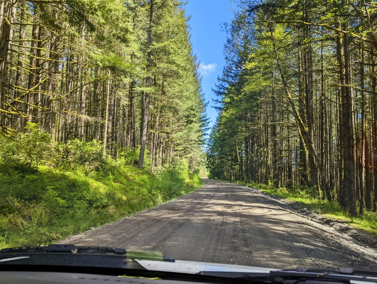 View from a vehicle travelling along Menzies Mainland Forest Service Road. The road has been recently graded and flanked on both side by dense forest.