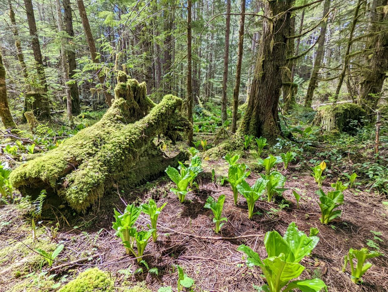 Skunk cabbage and moss covered fallen trees. Beyond that is a dense forest that is lush and green.