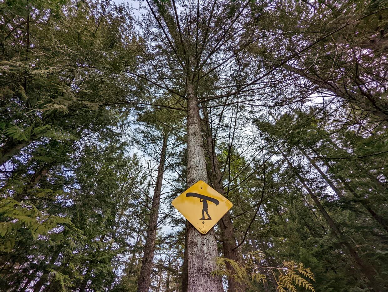 Sign on a tall tree of a person portaging in Sayward Forest. The view is looking up at the tree canopy.