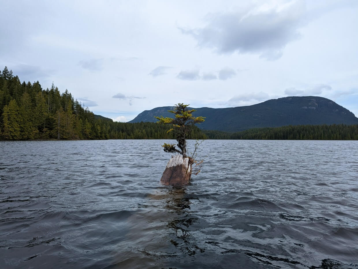 Tiny tree on a sweeper in the middle of Mohun Lake. The water is a bit choppy and on the other side of the lake is dense forest and mountains in the distance.