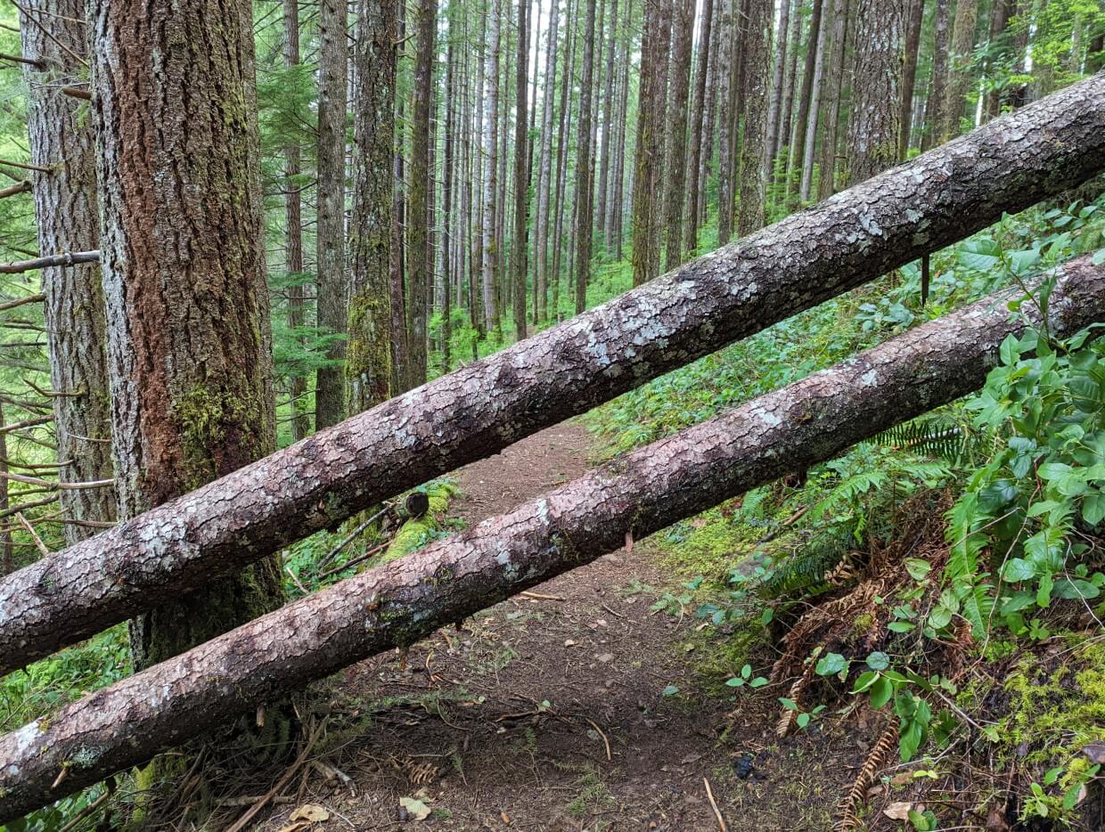 Two fallen trees hanging across the dirt trail. The trail is surrounded by dense pine trees.