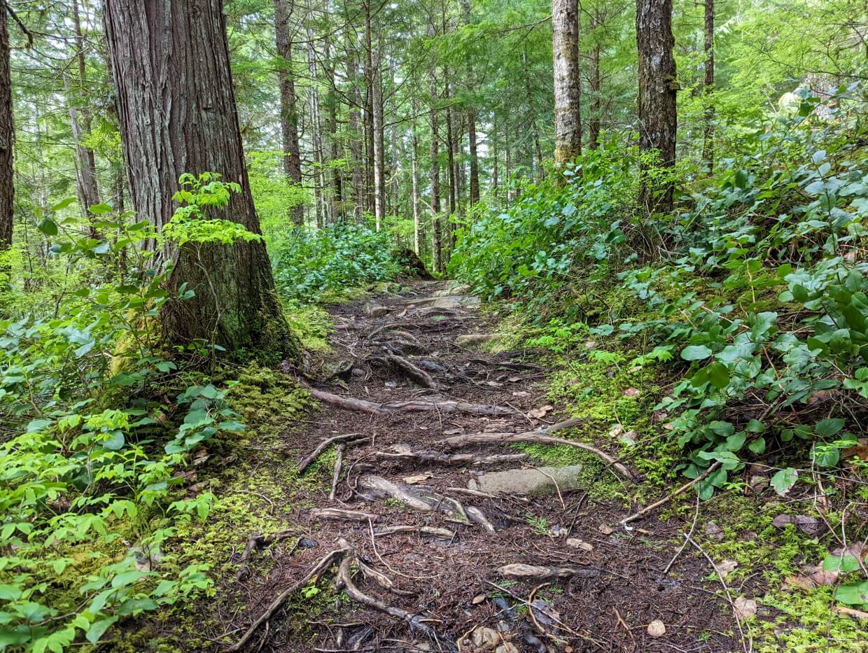 Portage trail between Twin Lakes and Amor Lake. The trail is full of roots and surrounded by dense foliage and forest.