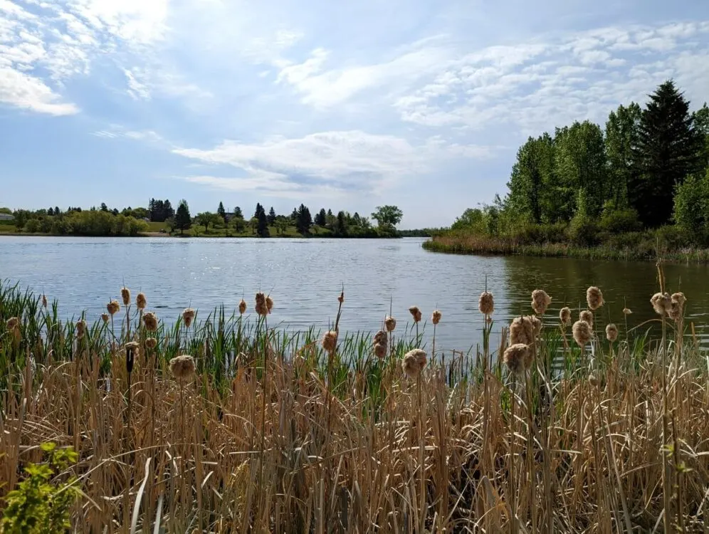 Looking across calm lake on Alix Nature Trail, with trees lining the shore and trees